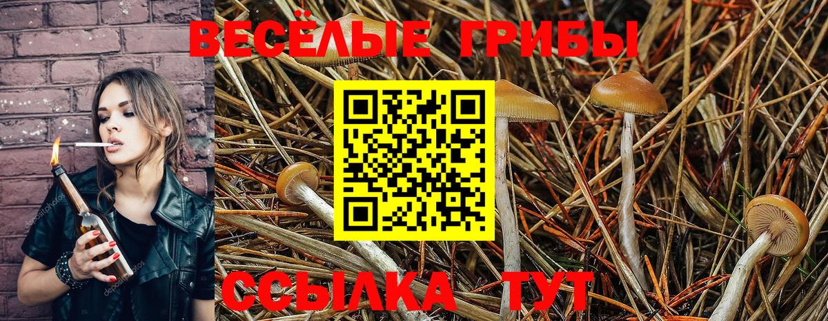 Галлюциногенные грибы Cubensis  где найти   Ржев  Псилоцибиновые грибы MAGIC MUSHROOMS  Вход с VPN 